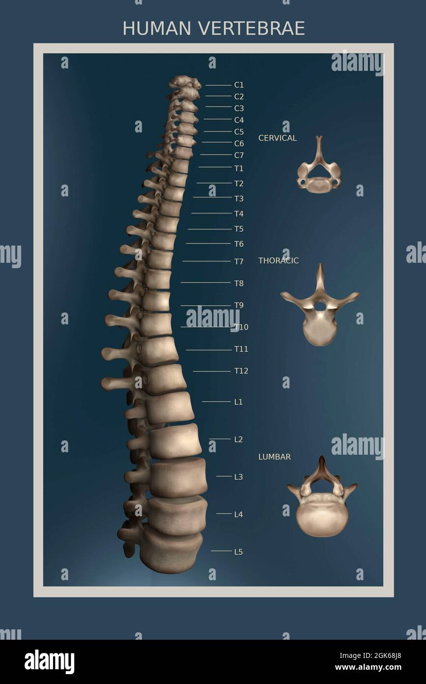 Diagramma della colonna vertebrale comprendente tutte le 24 vertebre, completamente etichettate. Foto Stock
