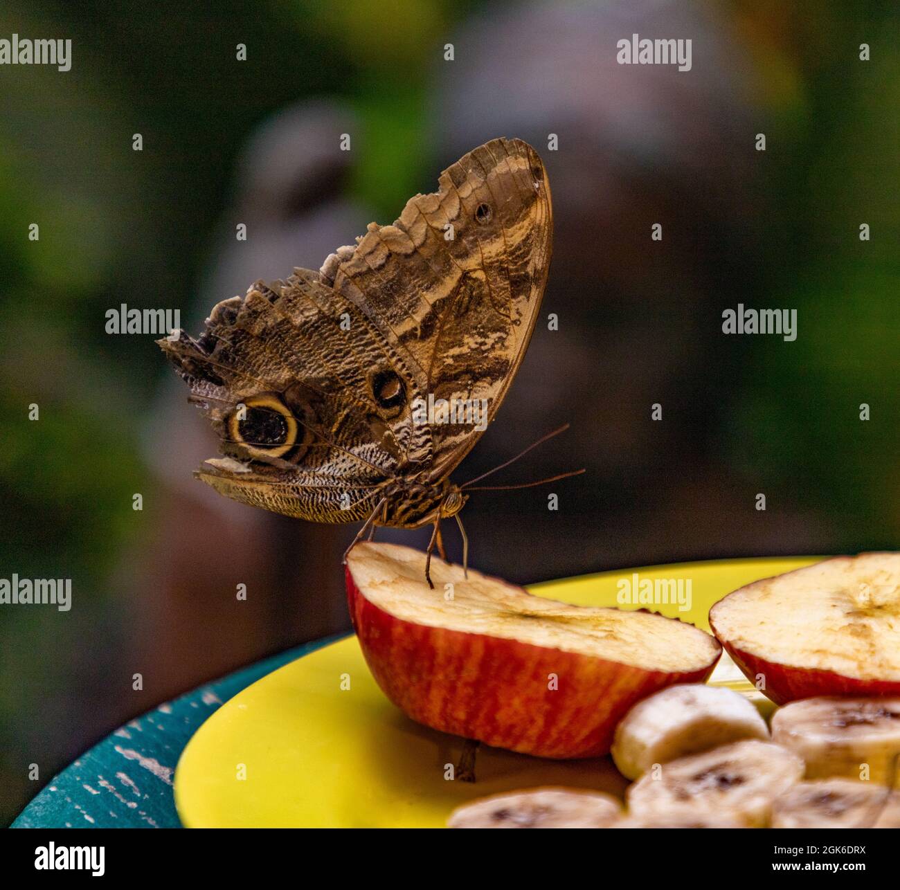 Un pezzo di mela immagini e fotografie stock ad alta risoluzione - Alamy