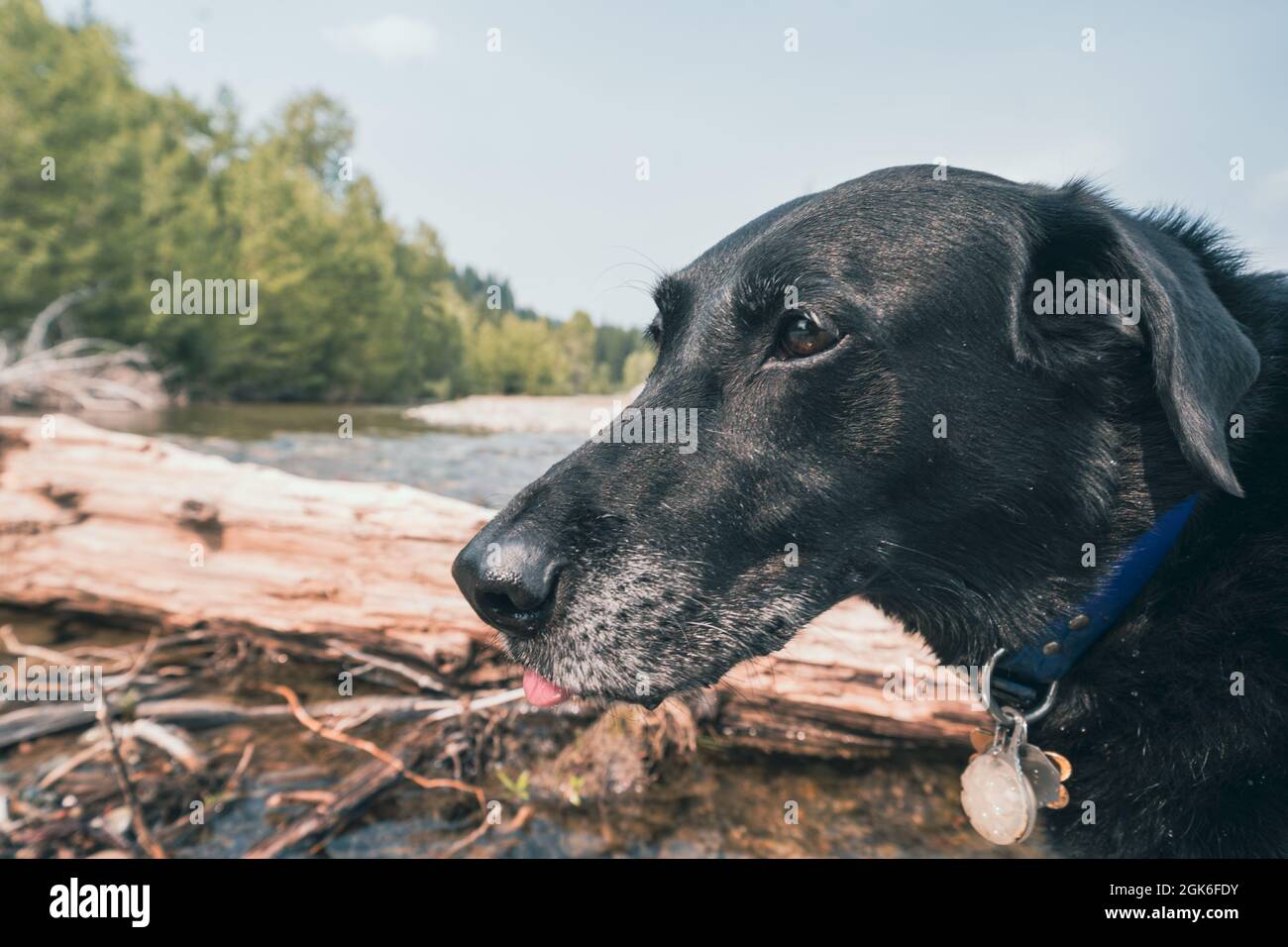 Nero labrador Retriever cane vicino a un ruscello e log, giocando. Lounge out Foto Stock
