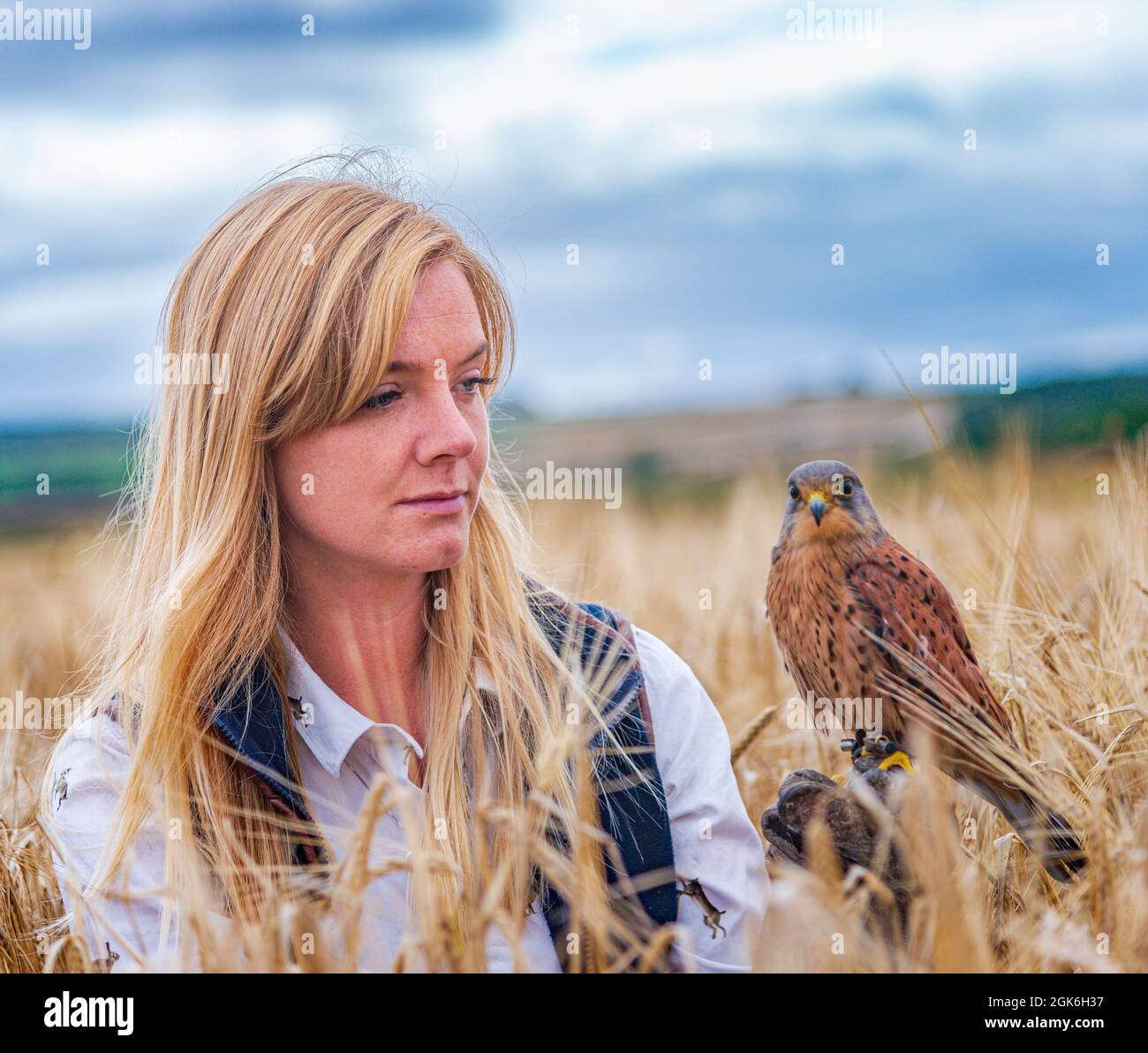 Una giovane signora bionda falconer con un Kestrel, che è un'attrazione popolare nei giorni di esperienza falcon Foto Stock