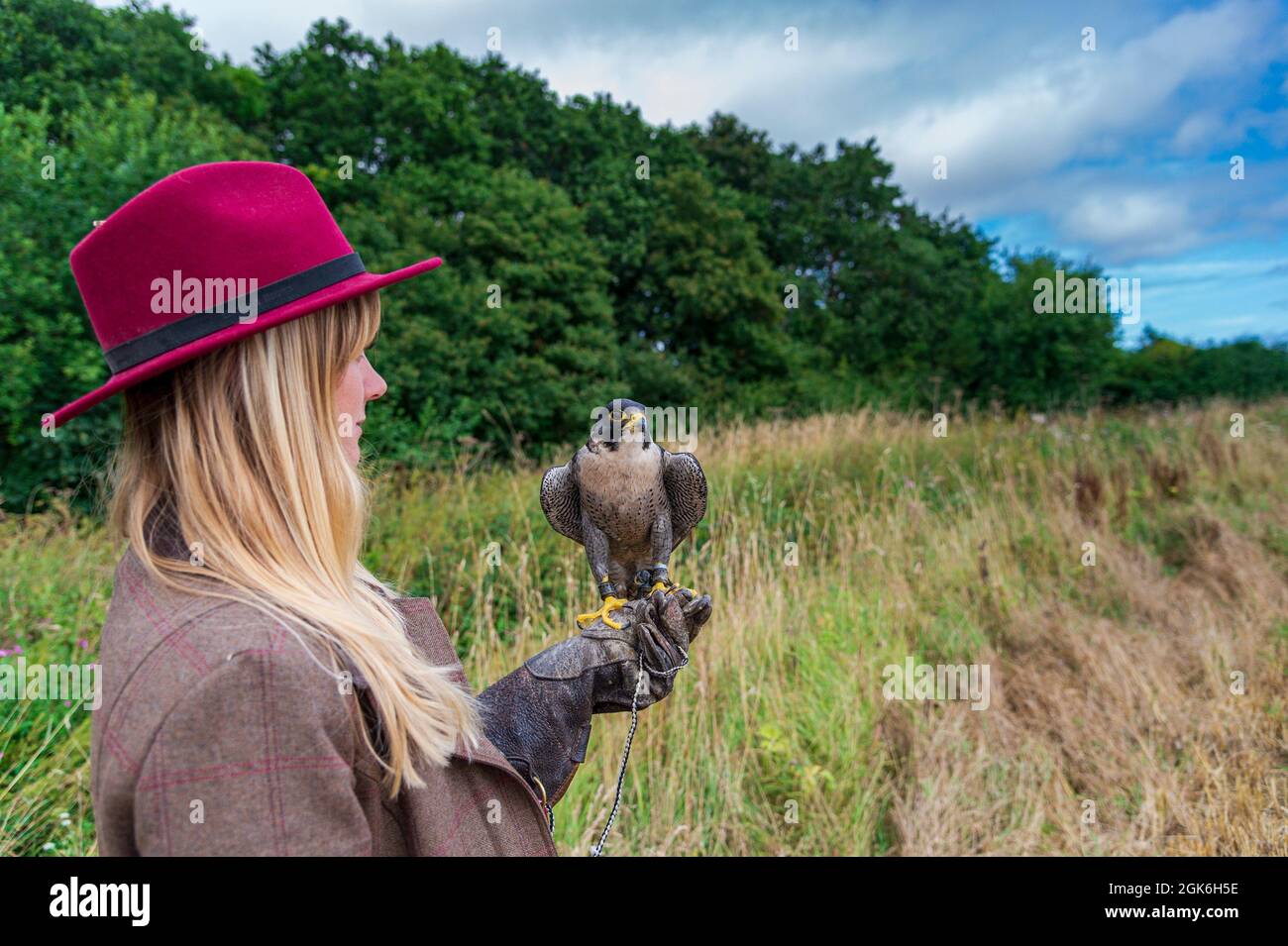 Una giovane signora bionda falconer con un falcone Peregrine, che è un'attrazione popolare nei giorni di esperienza falcon Foto Stock