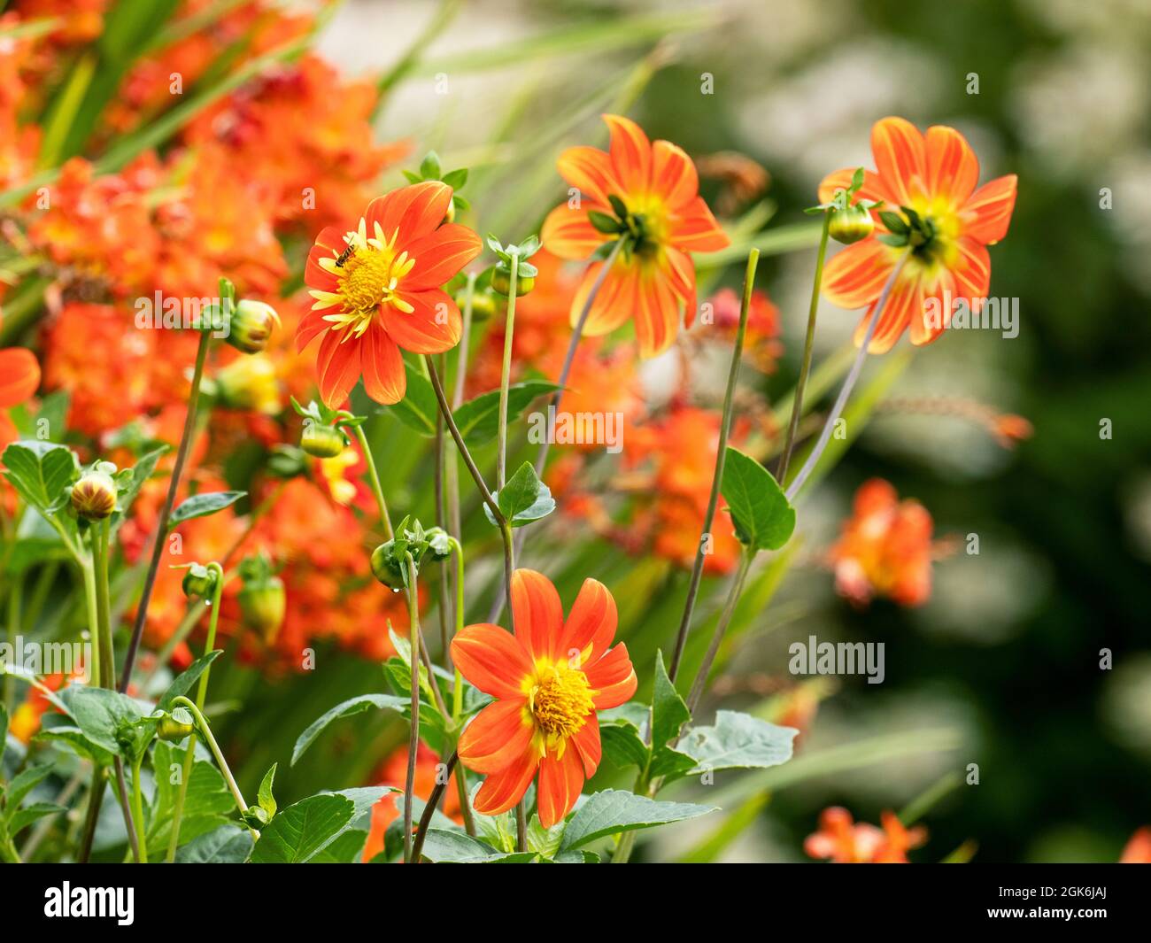 Hover vola su dahlias in Holehird Gardens, Windermere, Regno Unito. Foto Stock