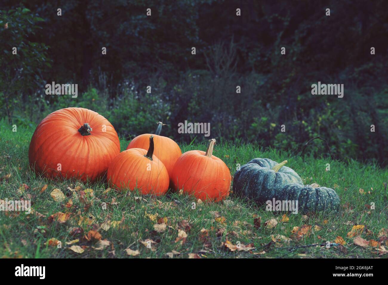 Zucche arancioni e verdi nel giardino sul prato. Molte zucche su erba verde con foglie cadute all'aperto. Autunno zucca sfondo. Halloween. Foto Stock