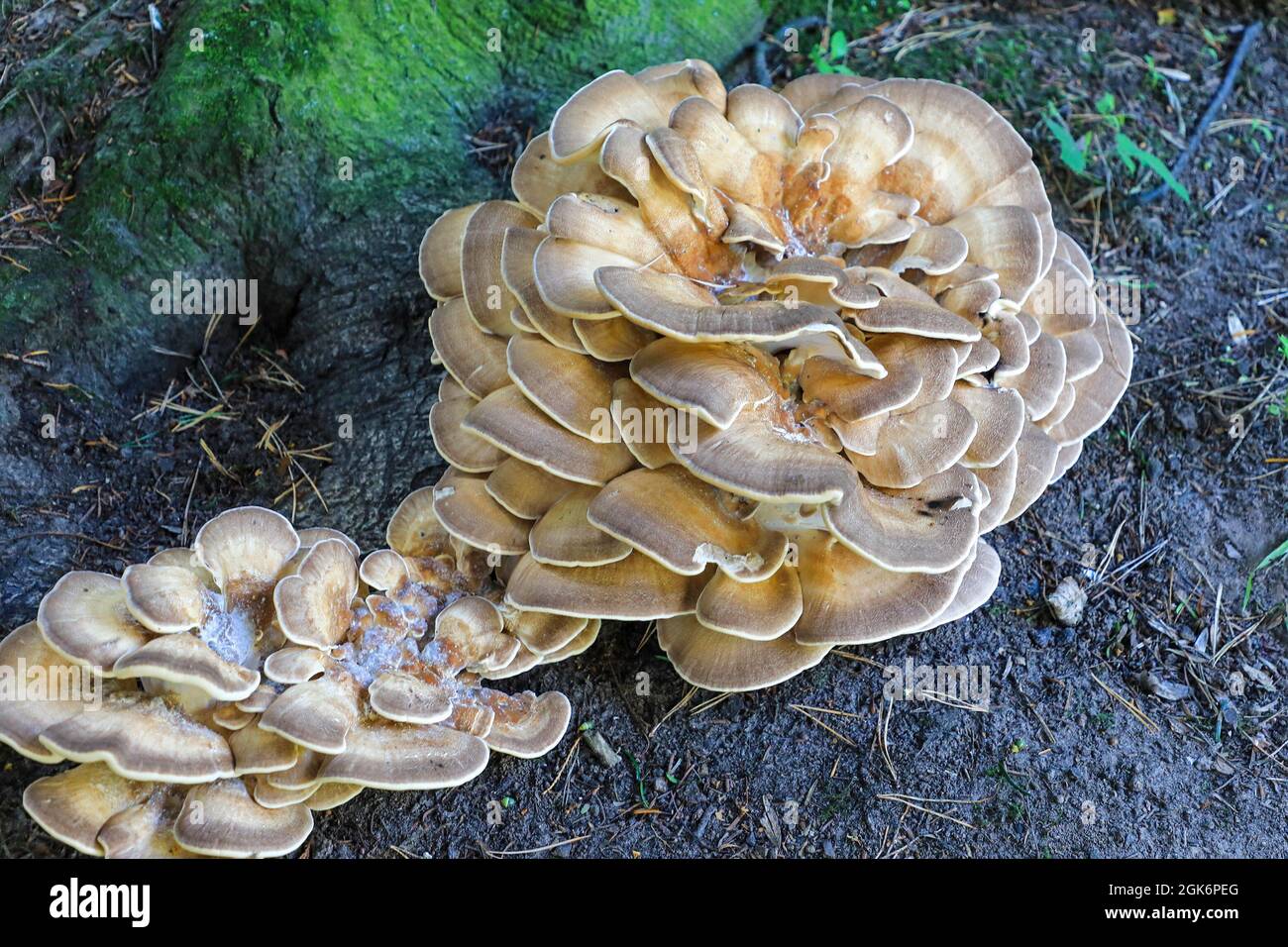 Funghi molto grandi tacchino Tail (Trametes Versicolor) che crescono sotto un albero in un cantiere, Inghilterra, Regno Unito Foto Stock