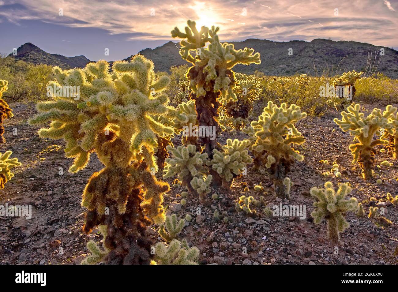 HDR composizione di una foresta di Cholla Cactus vicino alla città di Salome AZ. Foto Stock