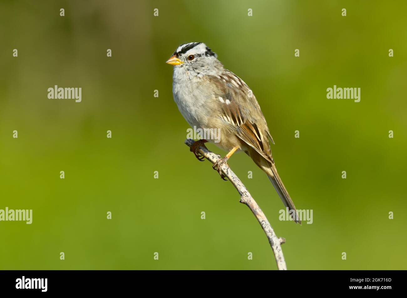 Un uccello migratorio chiamato Sparrow coronato appollaiato su un ramo di albero mentre svernano in Arizona. Foto Stock