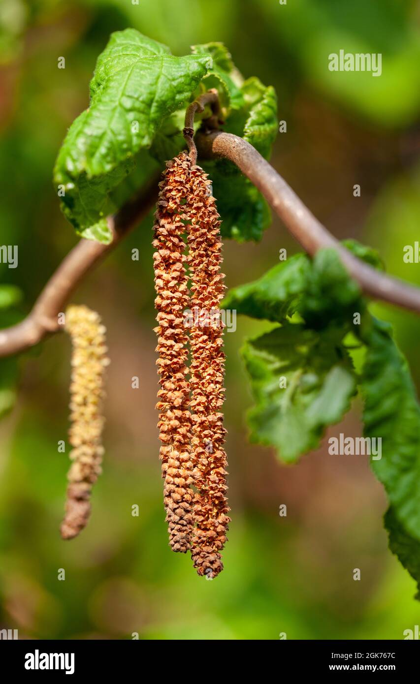 Catkins con polline a un albero di nocciole (Corylus avellana) Foto Stock
