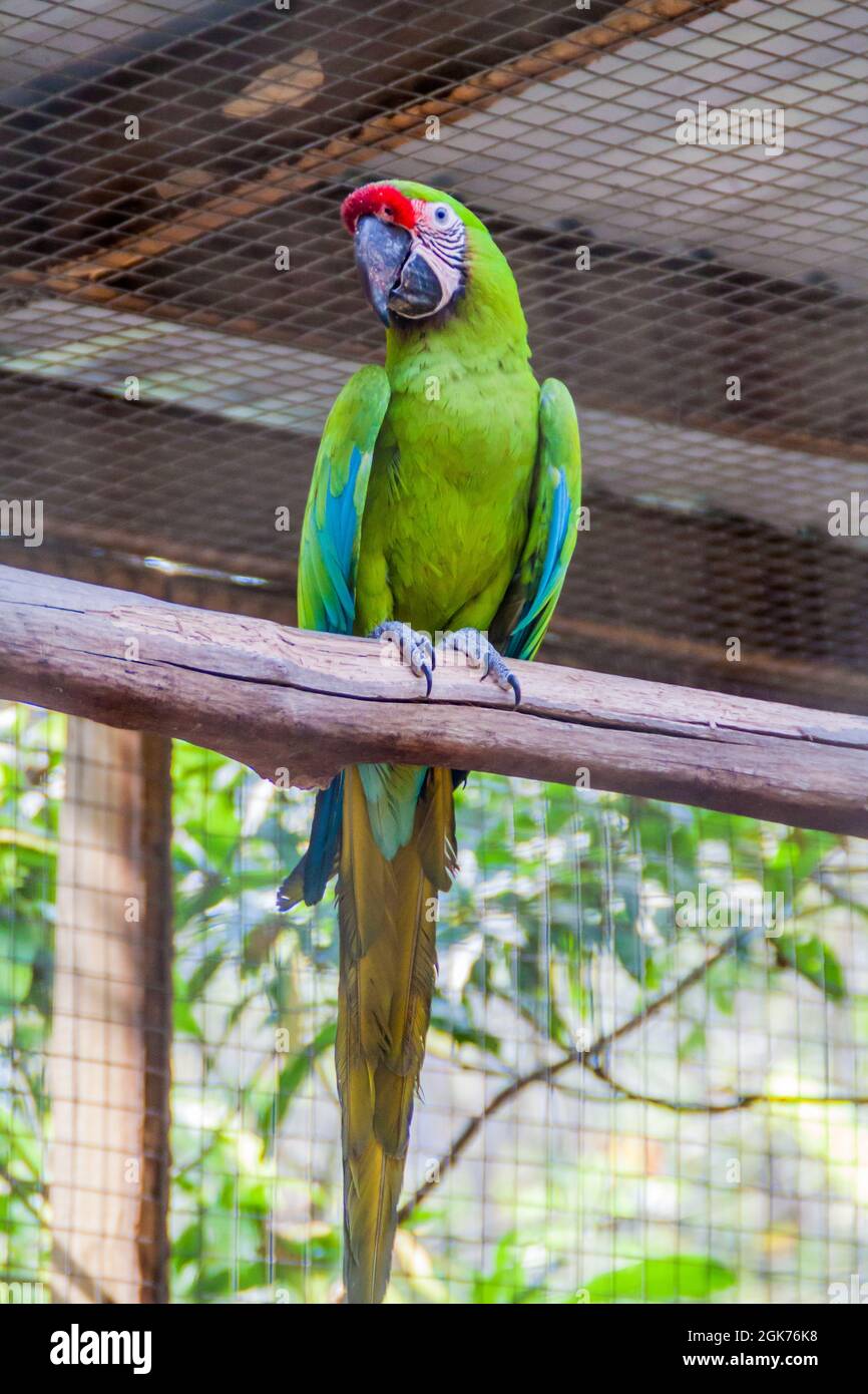Grande macaw verde (Ara ambiguus) Foto Stock
