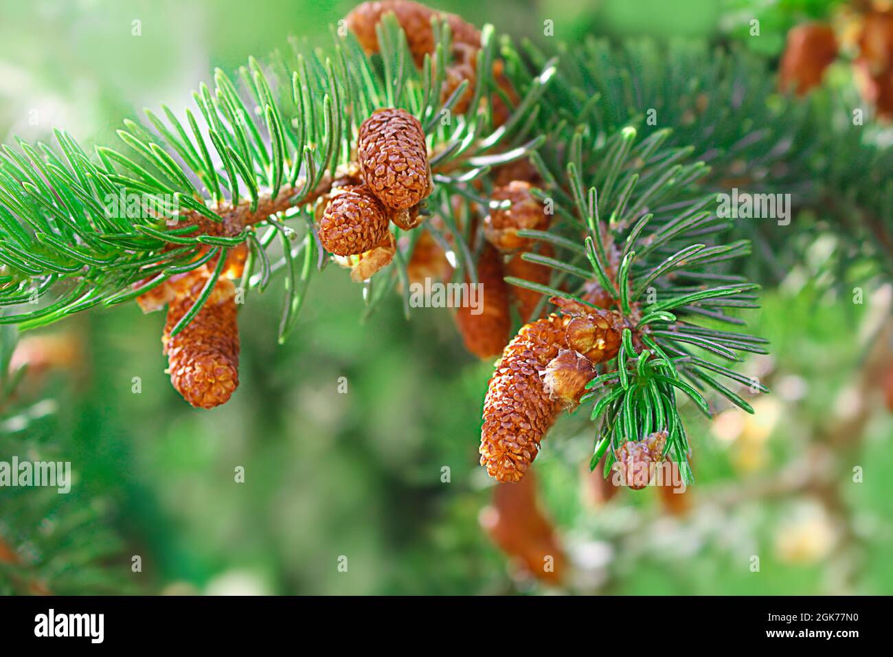 Ramoscello di abete rosso verde con coni marroni senza neve. Autunno inverno primavera Estate. Soleggiato. Natura Foto Stock