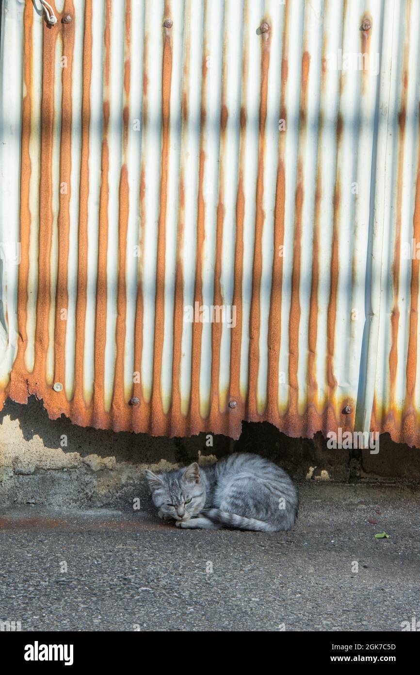 Un piccolo gattino grigio che dorme sotto un foglio di stagno corregato arrugato, Beppu, Prefettura di Oita, Giappone Foto Stock