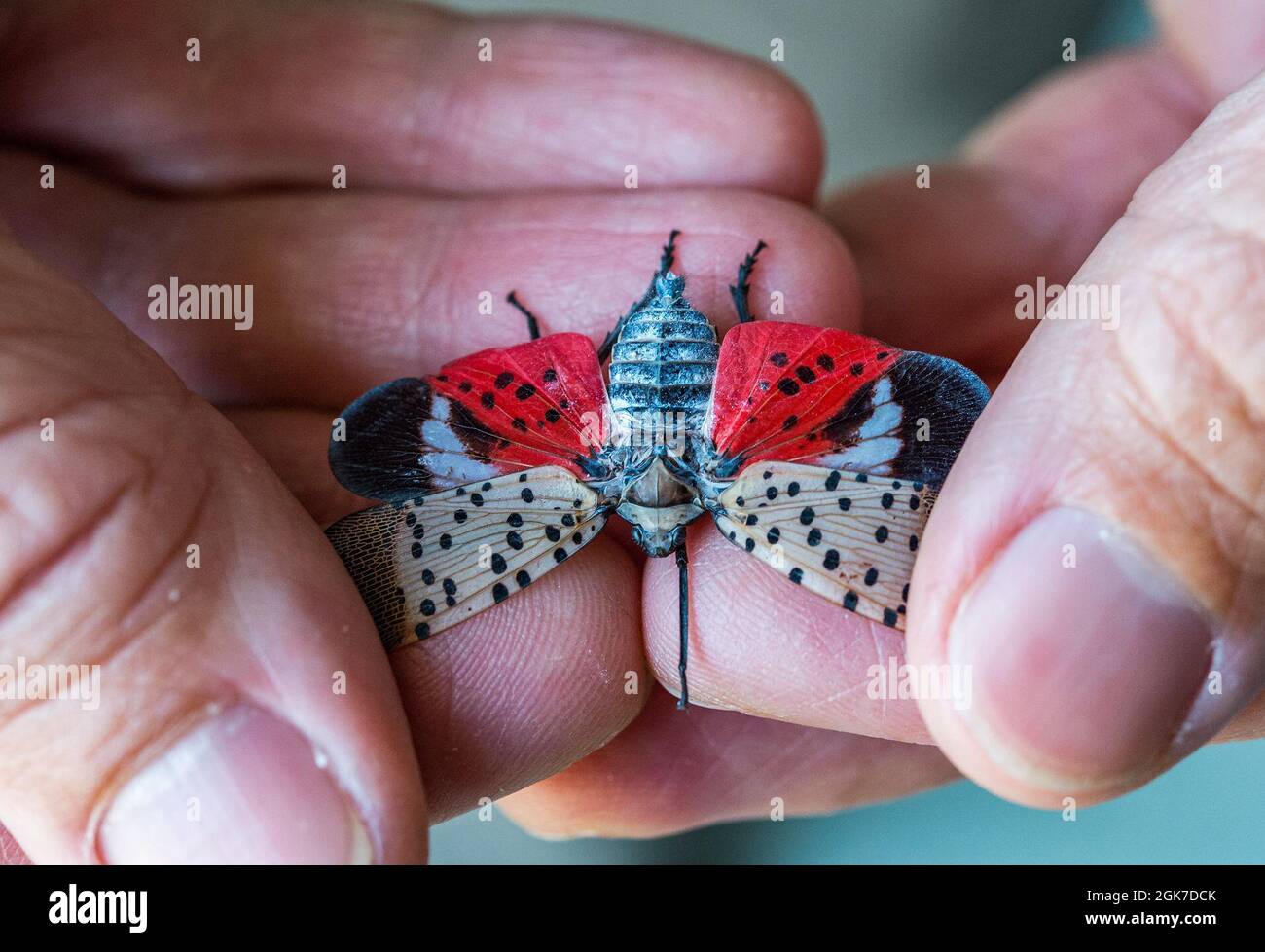 Il Dr. Phil Lewis, U.S. Department of Agriculture, Forest Pest Method Lab, tiene una Lanternfly Spoted alla dover Air Force base, Delaware, 24 agosto 2021. Si ritiene che gli insetti “hitchhiker” abbiano fatto il loro viaggio dall’Asia a bordo di navi da crociera. Si attaccano e depongono le uova su oggetti che poi causano esborso in tutto il mondo. Foto Stock