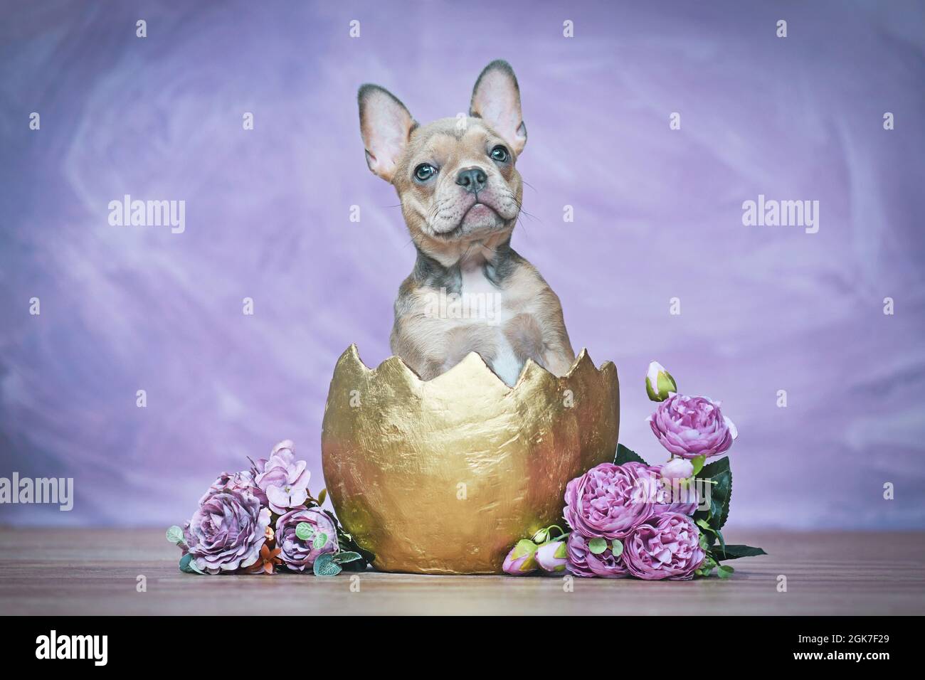 Cane Bulldog francese cucciolo che cova di guscio d'uovo d'oro accanto alle rose Foto Stock