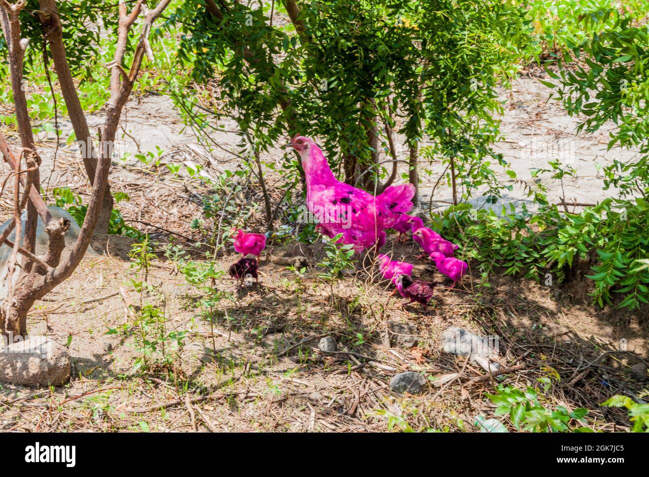 Gallina rosa e polli sull'isola di Ometepe, Nicaragua Foto Stock