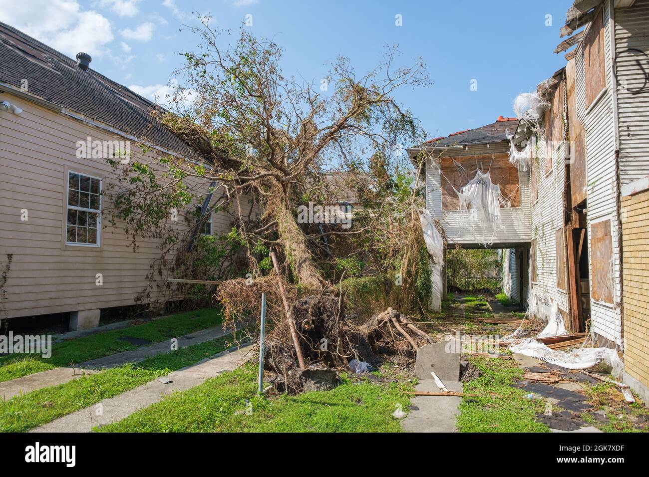 NEW ORLEANS, LA, USA - 11 SETTEMBRE 2021: Albero sradicato dall'uragano Ida nel quartiere Uptown Foto Stock