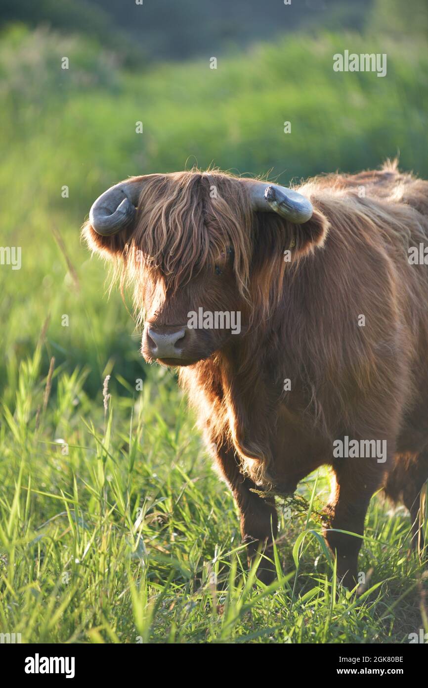 bestiame delle highland in palude impostazione surlingham norfolk inghilterra Foto Stock