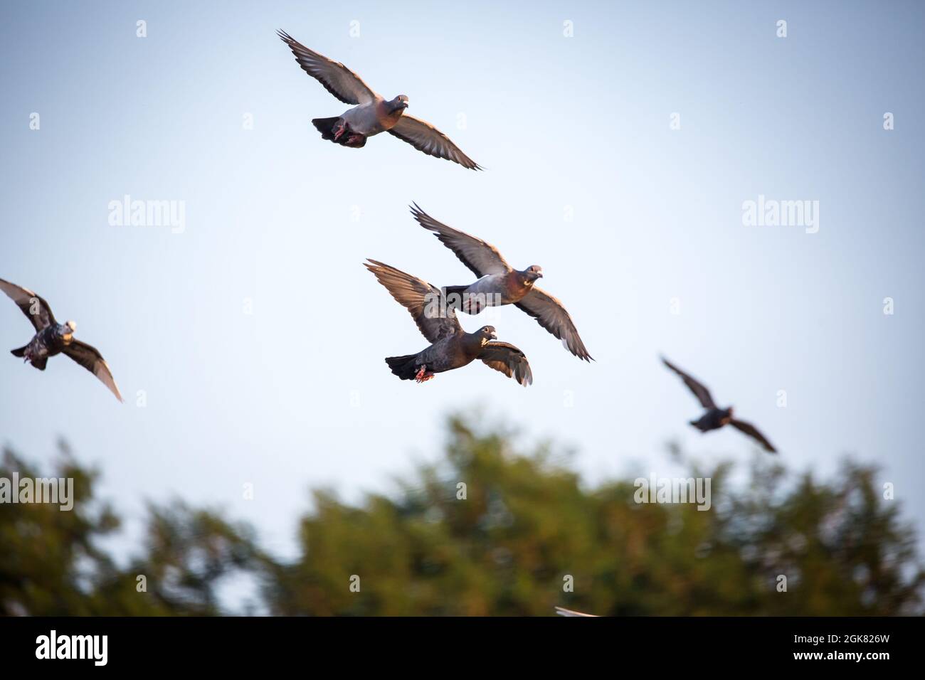 I piccioni da corsa volano Foto Stock