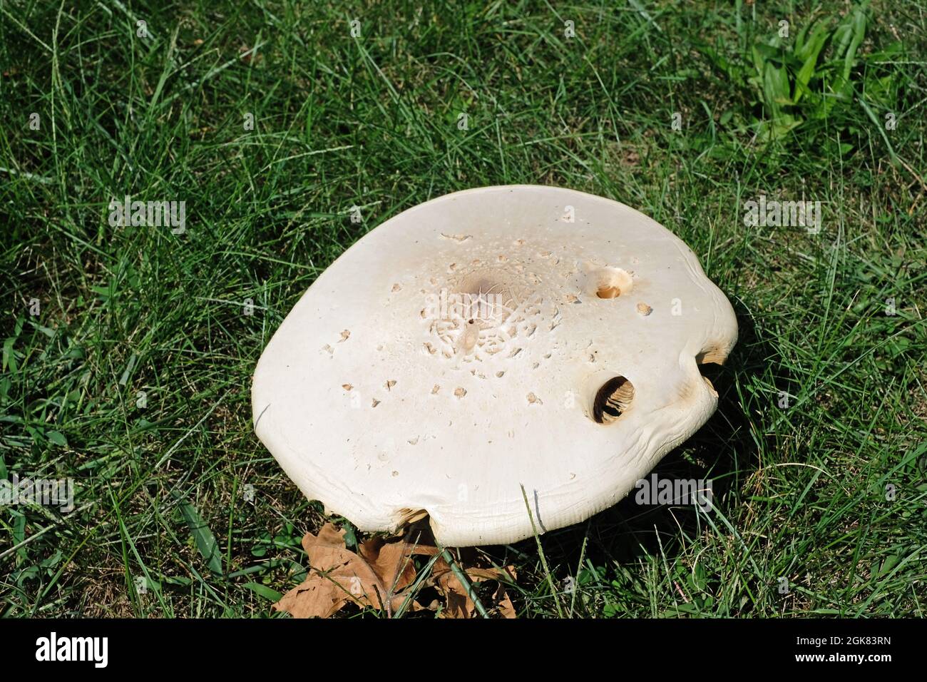Toadstool. Foto Stock