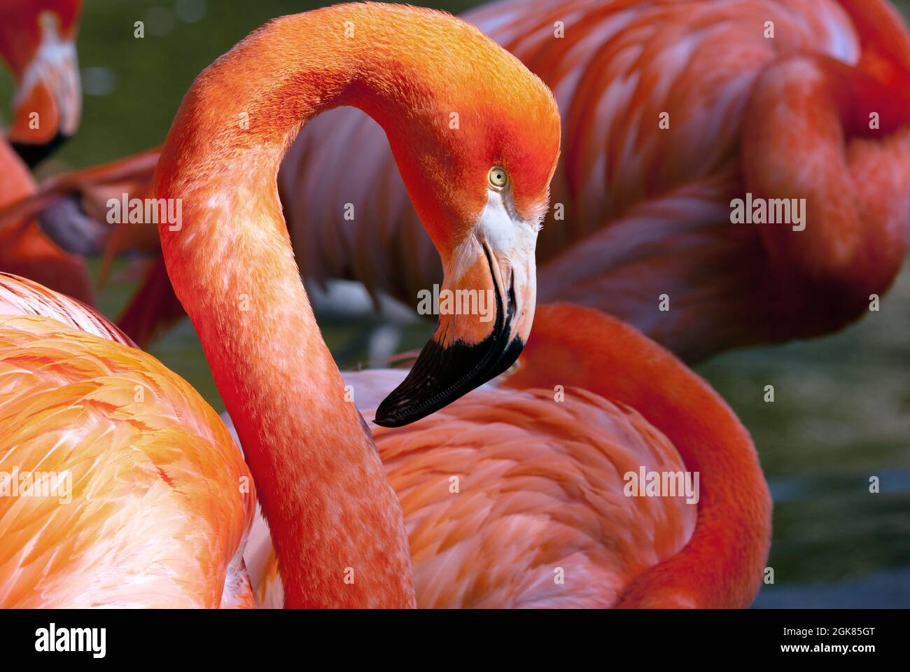 Flamingo Americano - Fenicottero ruber - bellissimo uccello di colore rosso Foto Stock