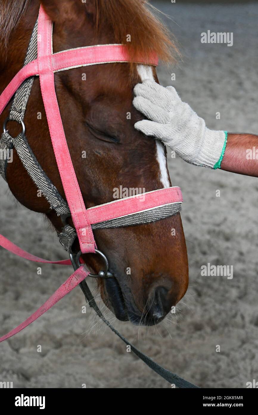 La testa di un cavallo ad occhi chiusi, su cui giace la mano dell'uomo in un guanto Foto Stock