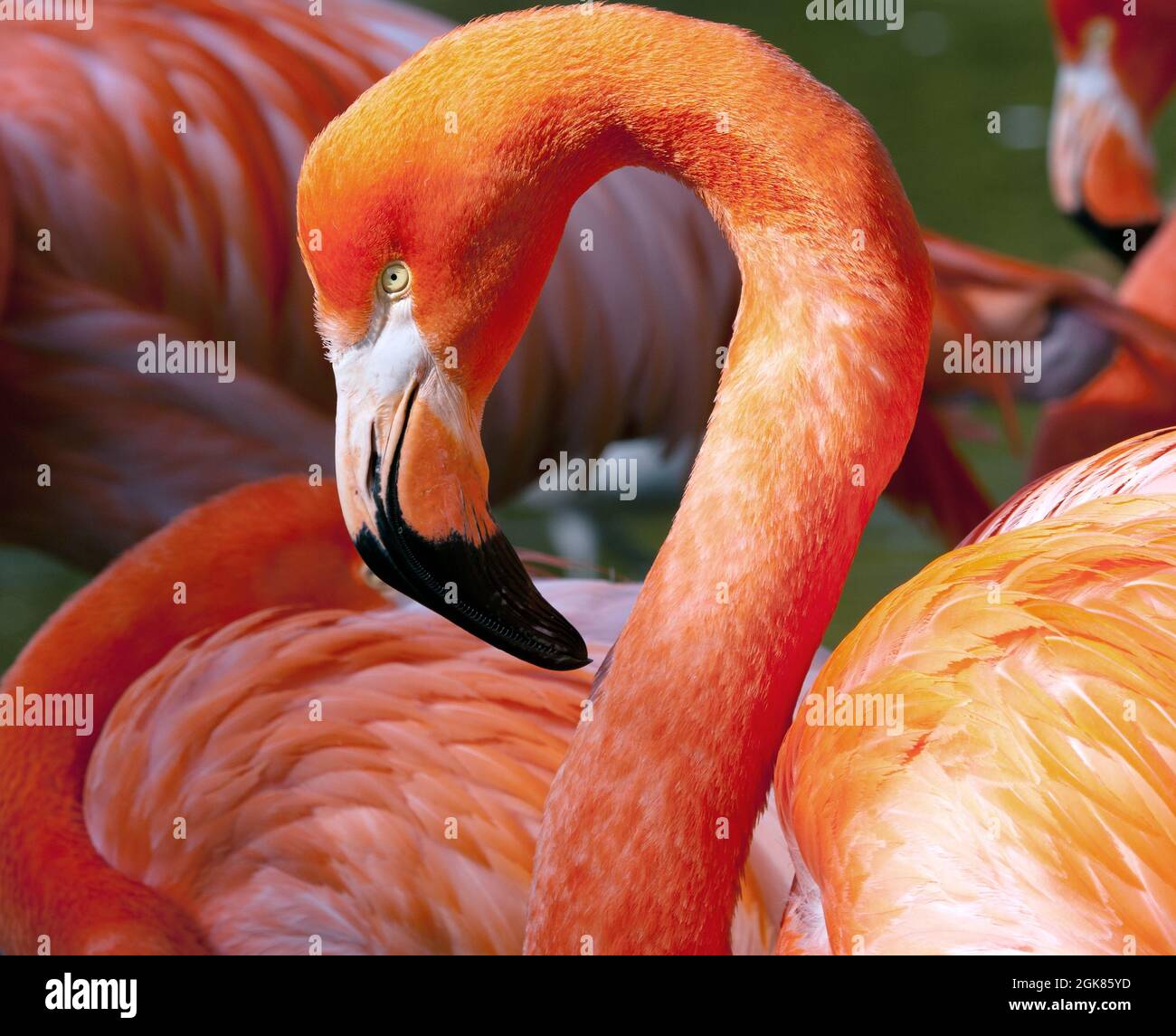 Flamingo Americano - Fenicottero ruber - bellissimo uccello di colore rosso Foto Stock