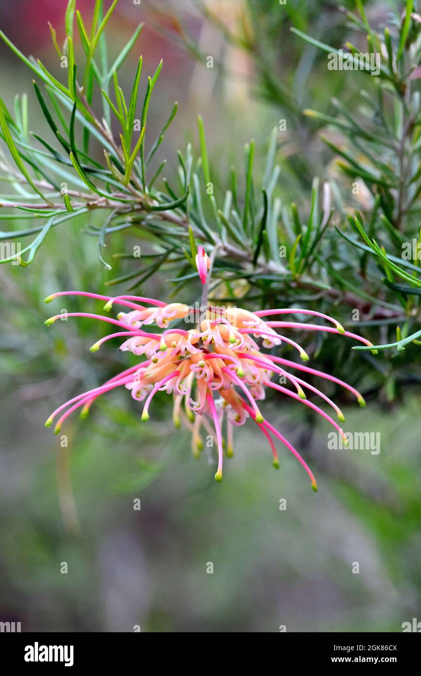 Fiore di ragno, quercia setosa, Grevilleen, Grevillea winpara, selyemtölgy Foto Stock