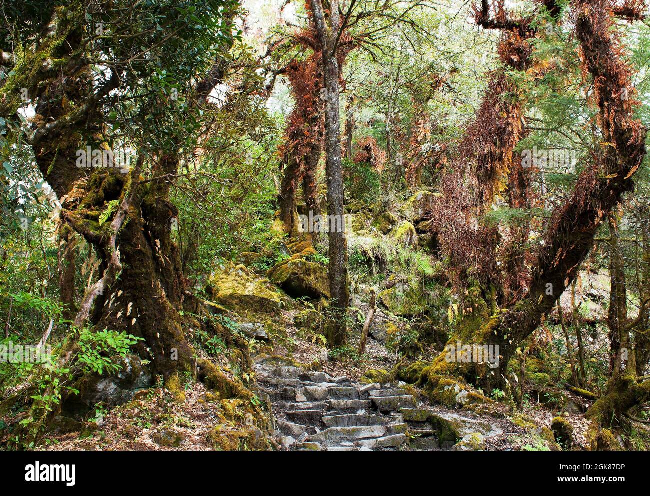 foresta pluviale nepaliana con sentiero Foto Stock