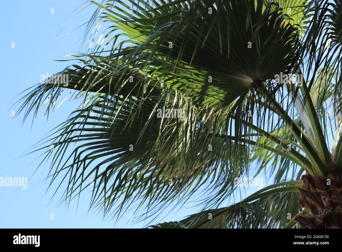 Bella palma verde lascia nel vento lat. Arecaceae Foto Stock