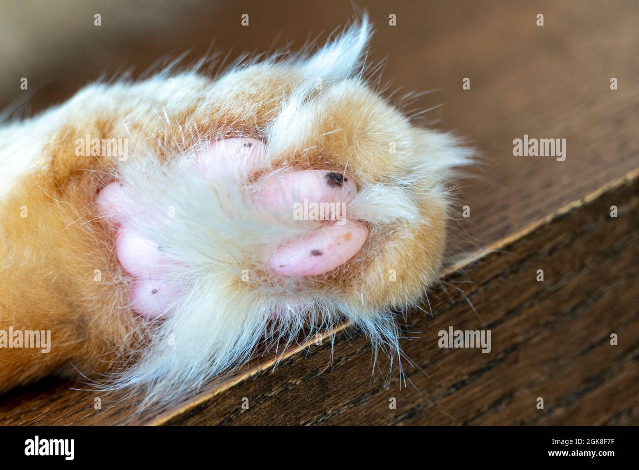 Foto di una zampa di gatto, addormentata, rossa, gatto domestico Foto Stock