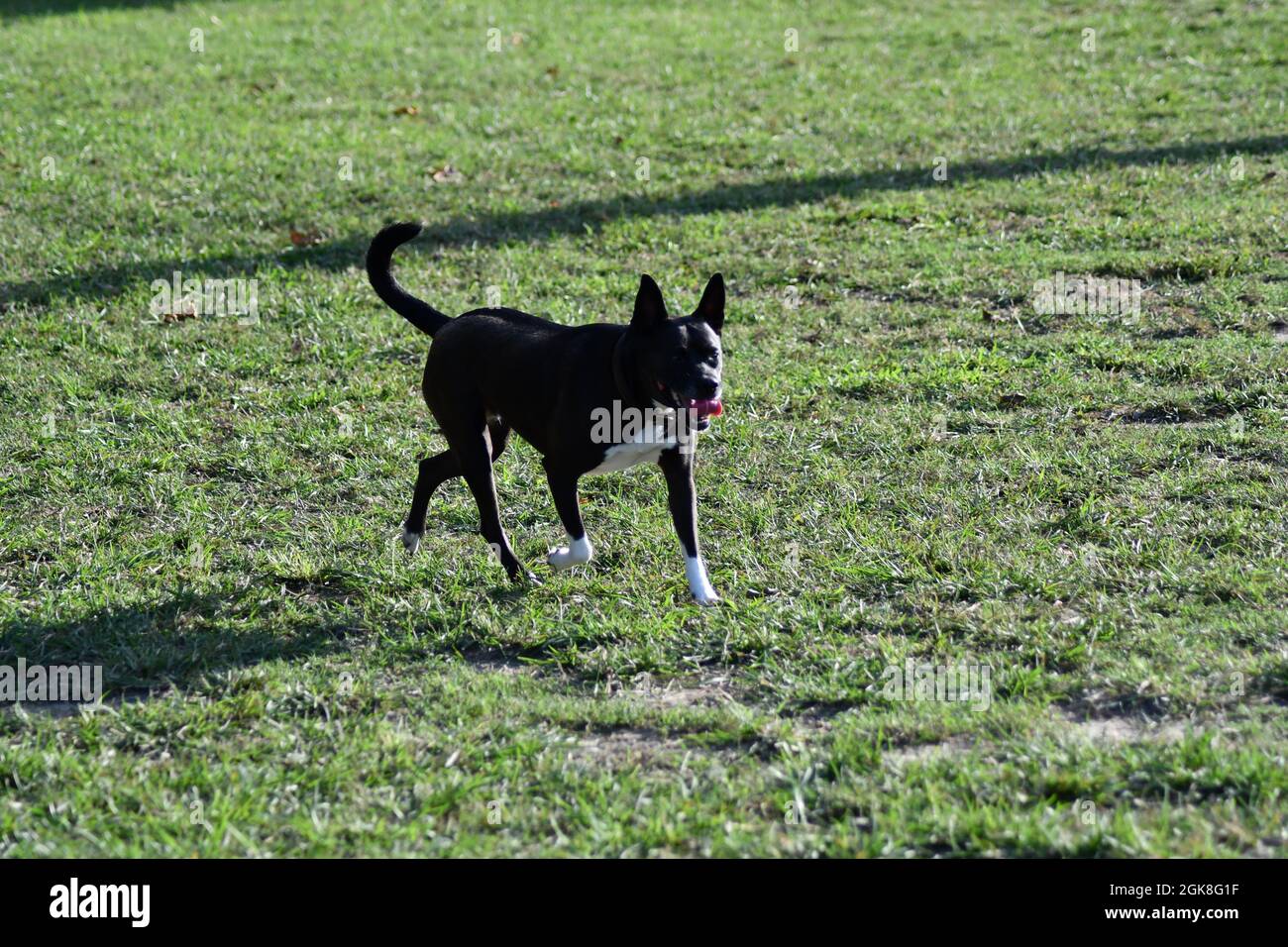 Basenji pitt mix che corre in campo erboso Foto Stock