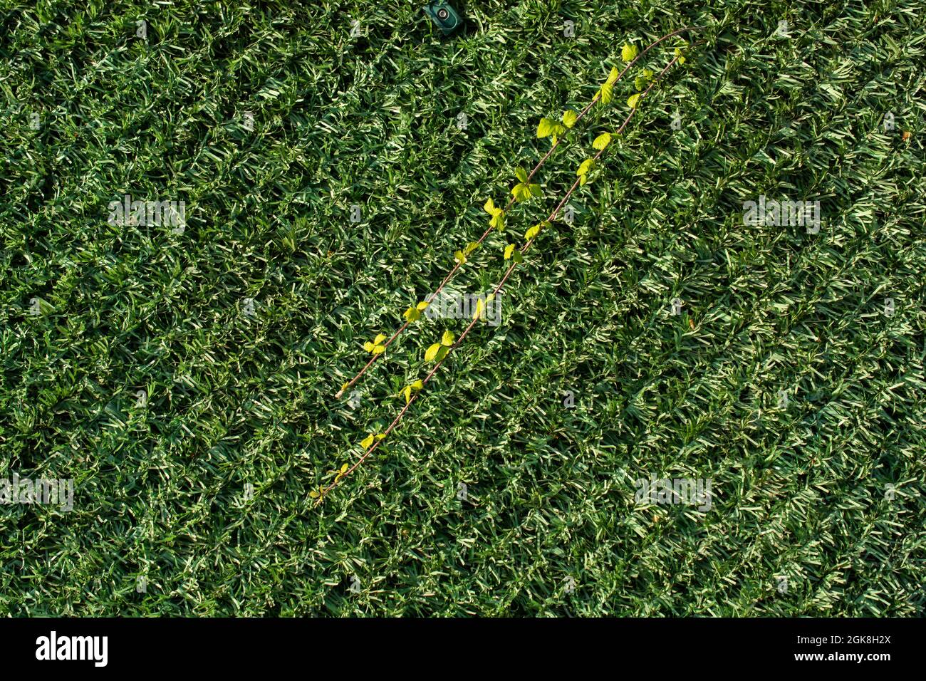 Due rametti con foglie su un fondo erboso artificiale verde con linee diagonali Foto Stock