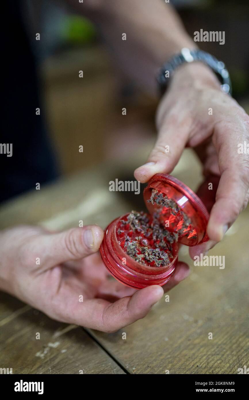 Taglia il tritatutto con apertura maschile non riconoscibile con foglie di canapa macinata essiccate sopra la tabella in camera su sfondo sfocato Foto Stock