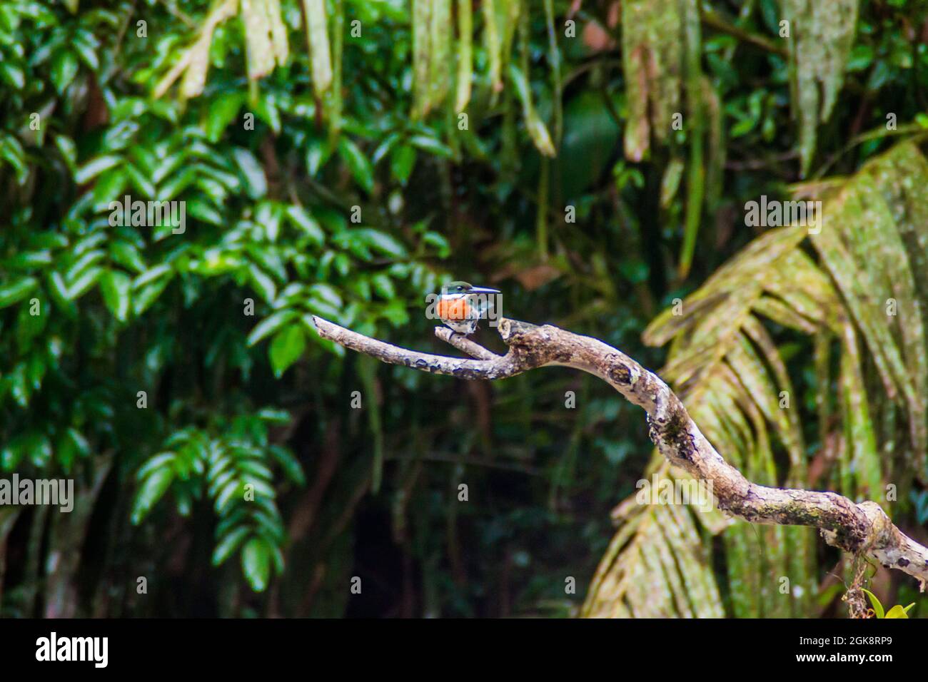 Martin pescatore verde Chloroceryle americana nel Parco Nazionale di Tortuguero, Costa Rica Foto Stock