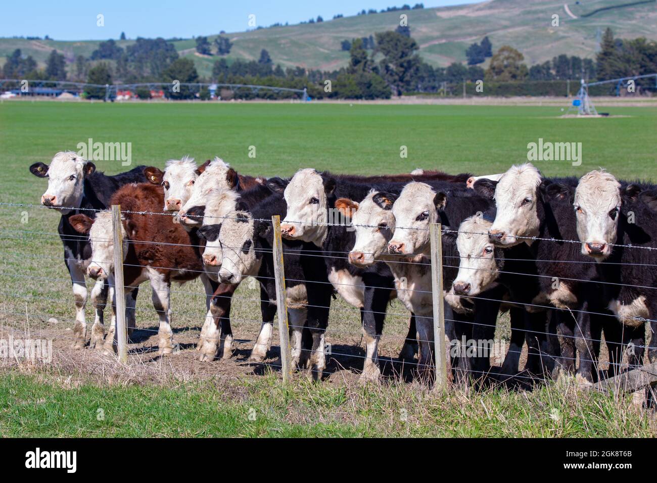 Giovani bovini da carne o allevamenti per l'industria della carne, Canterbury, Nuova Zelanda Foto Stock