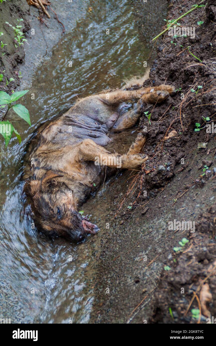 Cane morto in un fossato Foto Stock