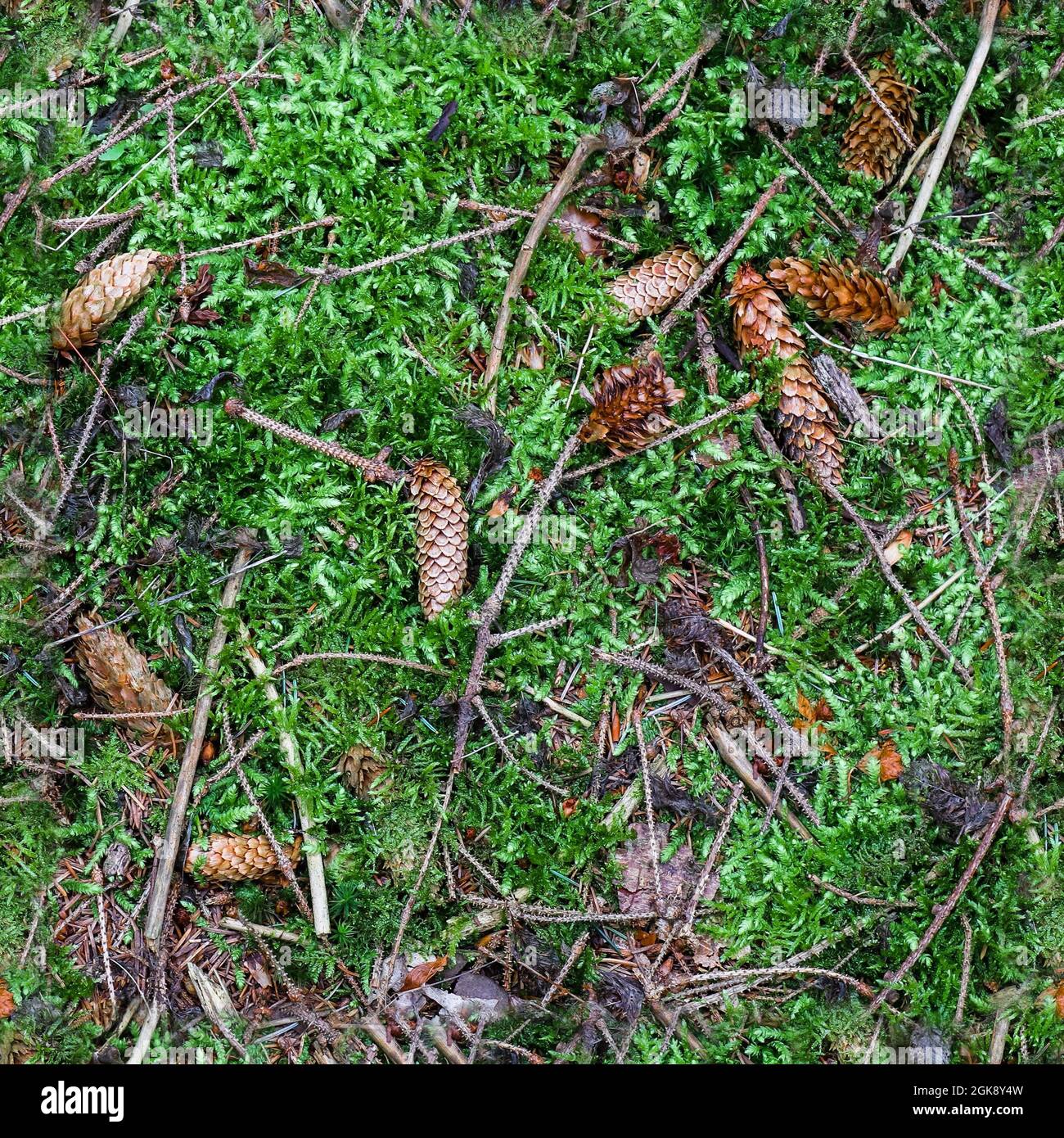 Texture ad alta risoluzione senza giunture di un terreno forestale con muschi e noci Foto Stock