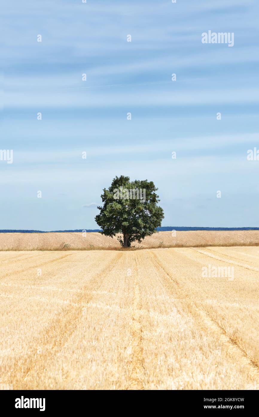 Stoppelfeld im Sommer in Sachsenheim mit einem Baum, Baden-Württemberg, Germania Foto Stock