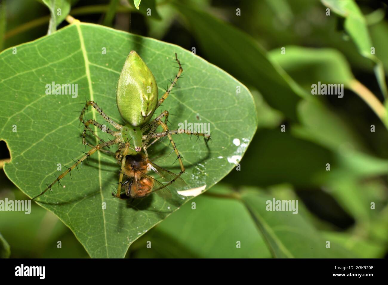 Un ragno verde di lynx che attacca un'ape. Foto Stock