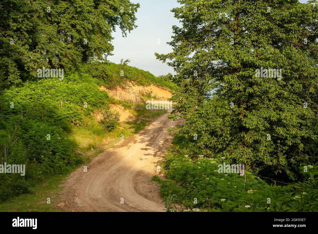 La vista di campagna strada sterrata con alberi di ontano nella provincia di gilan, Iran Foto Stock