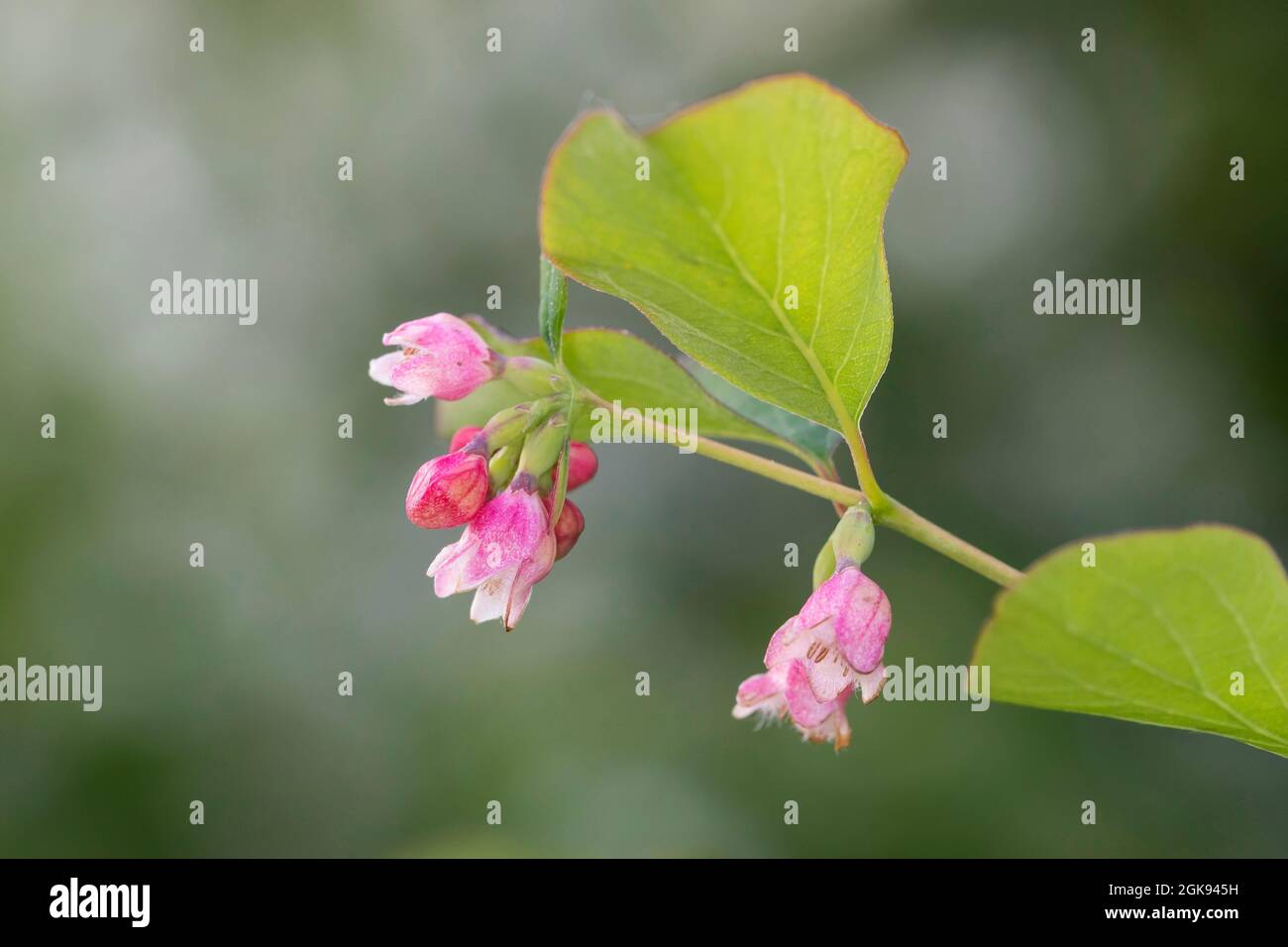 Ribes comune, waxberry (Symphoricarpos albus, Symphoricarpos rivularis), Fiori e foglie, Germania Foto Stock