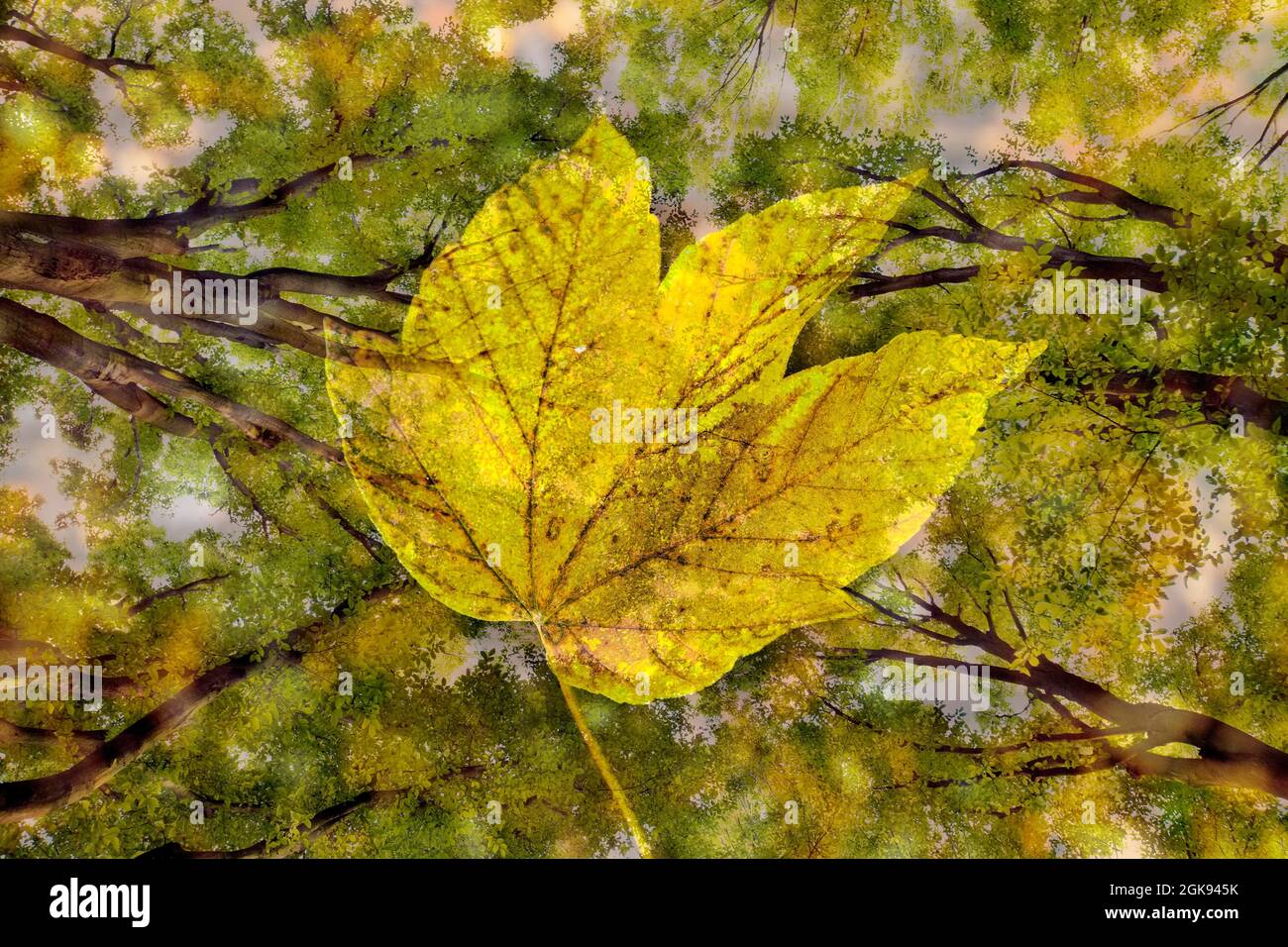 Carpino comune, carpino europeo (Carpinus betulus), fotografia sperimentale con cornici e foglia d'autunno, Germania Foto Stock