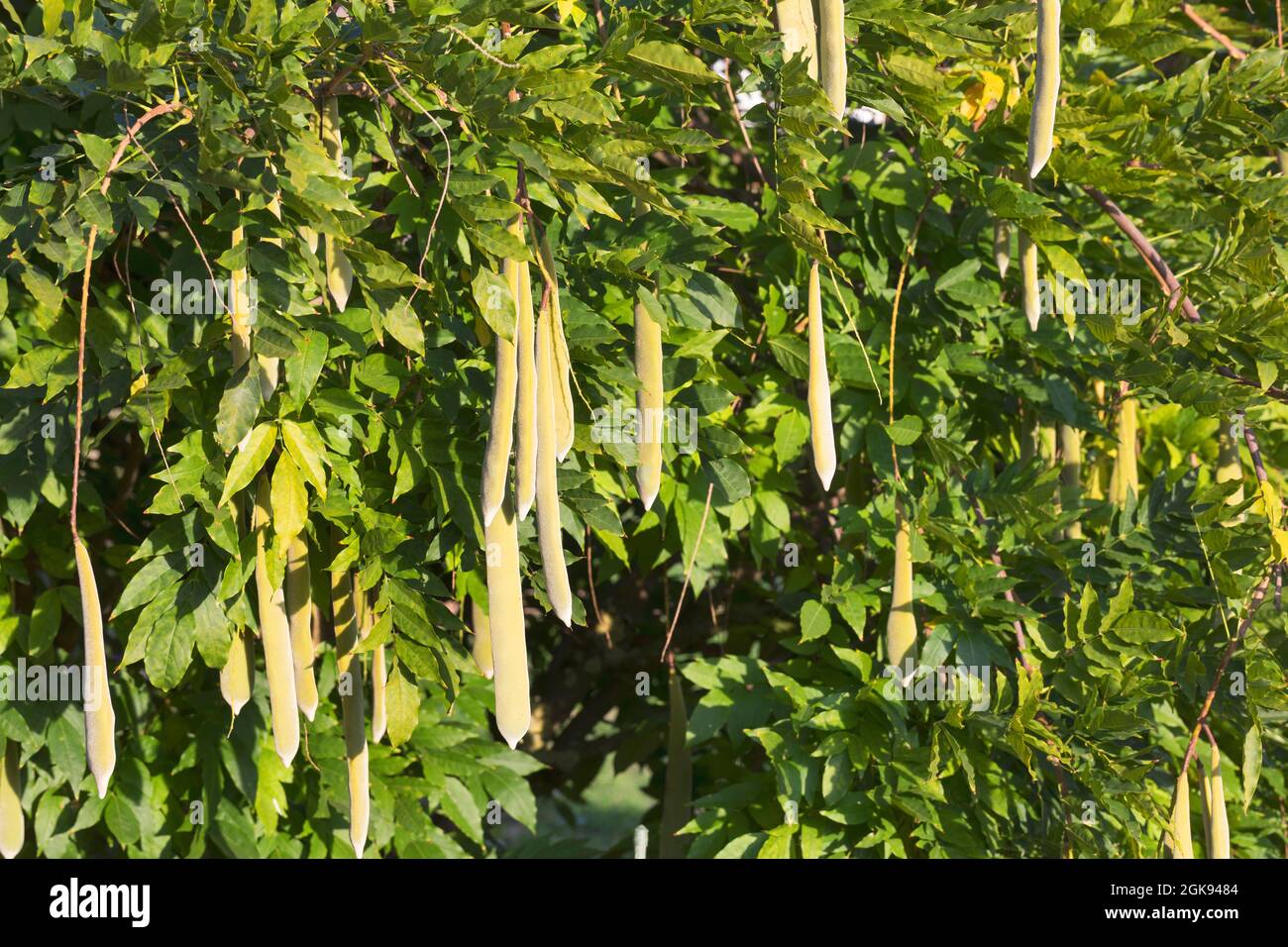 Glicine cinese (Wisteria sinensis), frutta, Germania Foto Stock