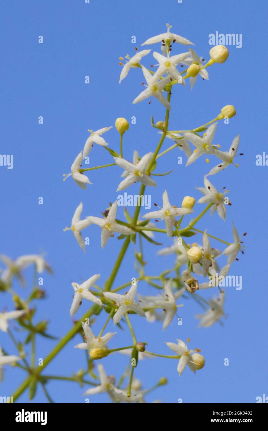 Grande rete di siepi, rete liscia (Galium mollugo), infiorescenza, Germania Foto Stock