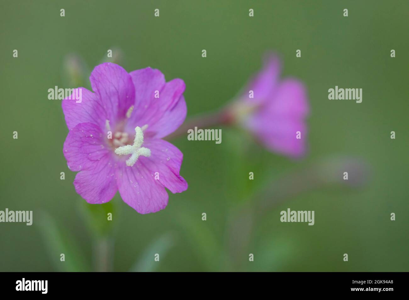 Grande wilowherb, grande wilowherb peloso, wilowherb peloso (Epilobium hirsutum, Epilobium tomentosum), Flower, Germania, Baviera Foto Stock