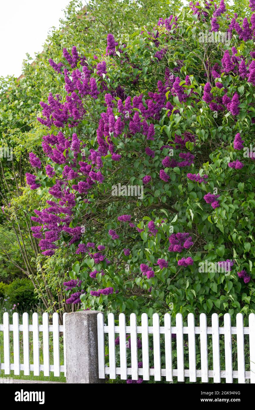 Lilla comune (Syringa vulgaris), fiorisce dietro una recinzione giardino, Germania Foto Stock