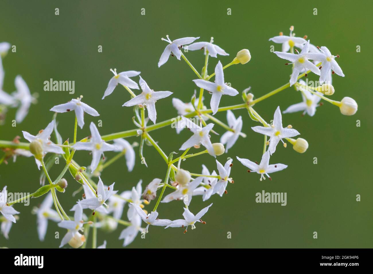 Grande rete di siepi, rete liscia (Galium mollugo), infiorescenza, Germania Foto Stock