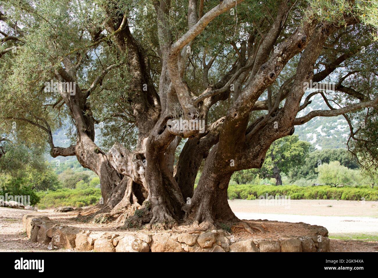 Olivo (Olea europaea ssp. Sativa), Gruppo di olivi gardati, Italia, Sardegna, Baunei Foto Stock