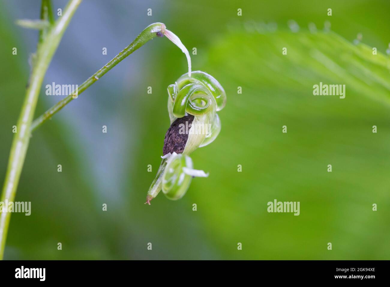 Balsamo piccolo (Impatiens parviflora), frutto di balsamo piccolo, le capsule mature scoppiare, inviando semi via, Germania Foto Stock