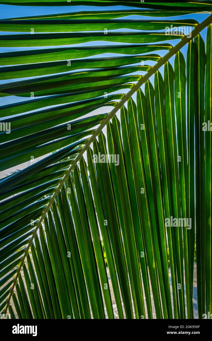 Primo piano di una foglia di palma su Seven Mile Beach, Grand Cayman Foto Stock