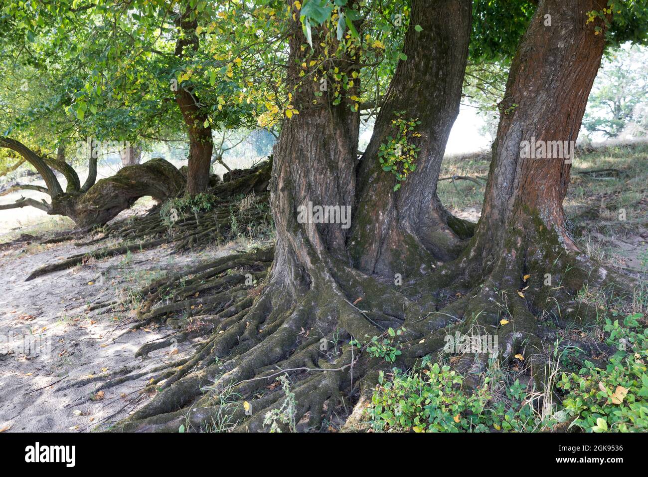 Elmo europeo, Elmo bianco europeo, Elmo svolazzante, Elmo spandente, Elmo russo (Ulmus laevis, Ulmus effusa), presso l'Elbtalauen, Germania, Foto Stock