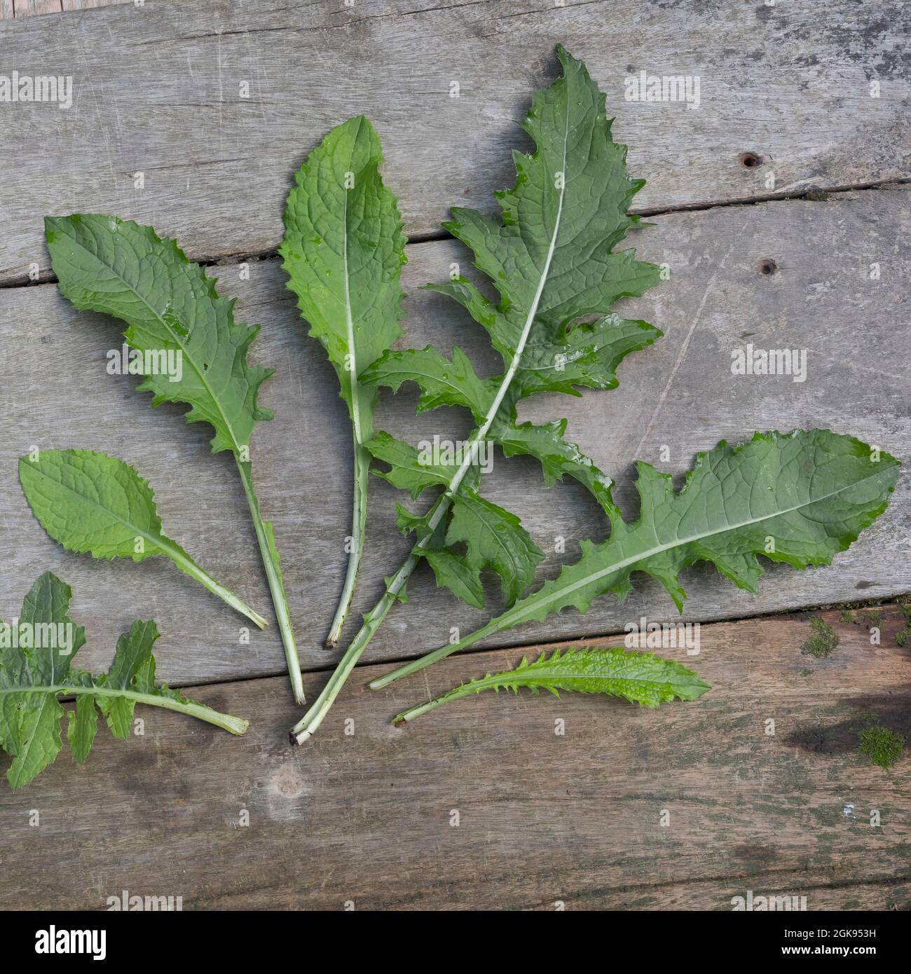Cardo di cavolo (Cirsium oleraceum), forme diverse di foglie di un cardo di cavolo, Germania Foto Stock